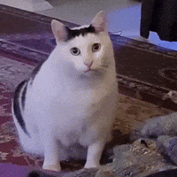Huh Cat