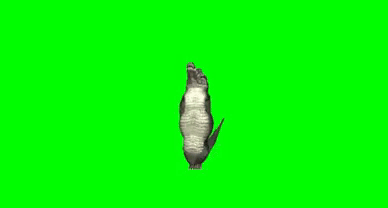Dancing Alligator