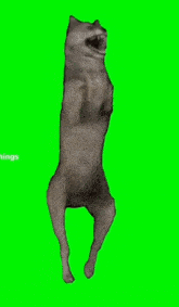 Dancing Wolf