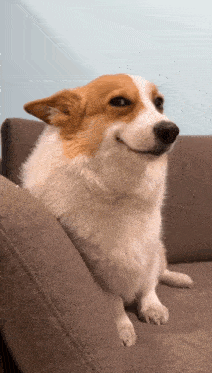 Scuze Corgi