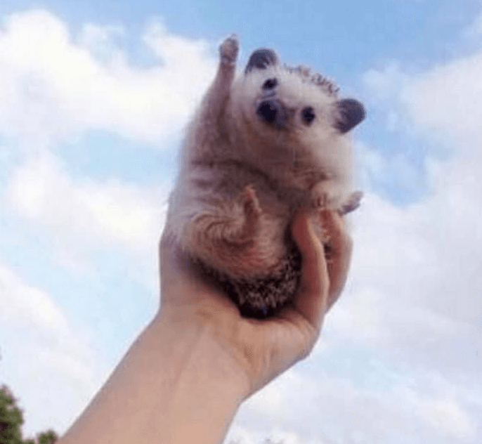 따봉도치