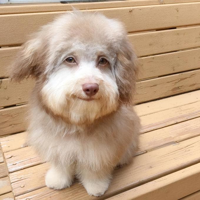 This Dog Is Fucked Up Bruh