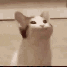 팝 캣